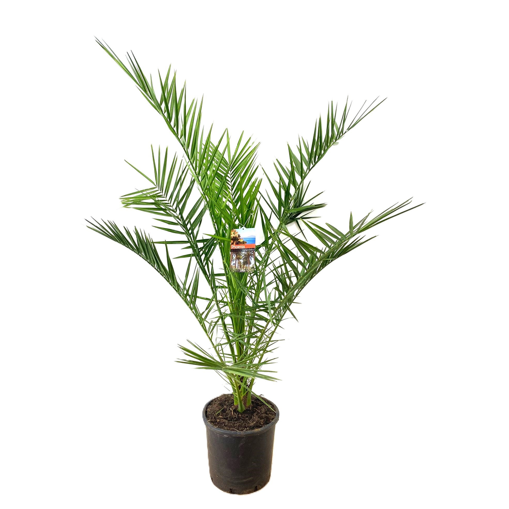 Phoenix canariensis.