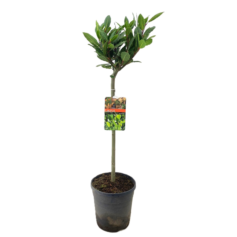 Laurus nobilis.