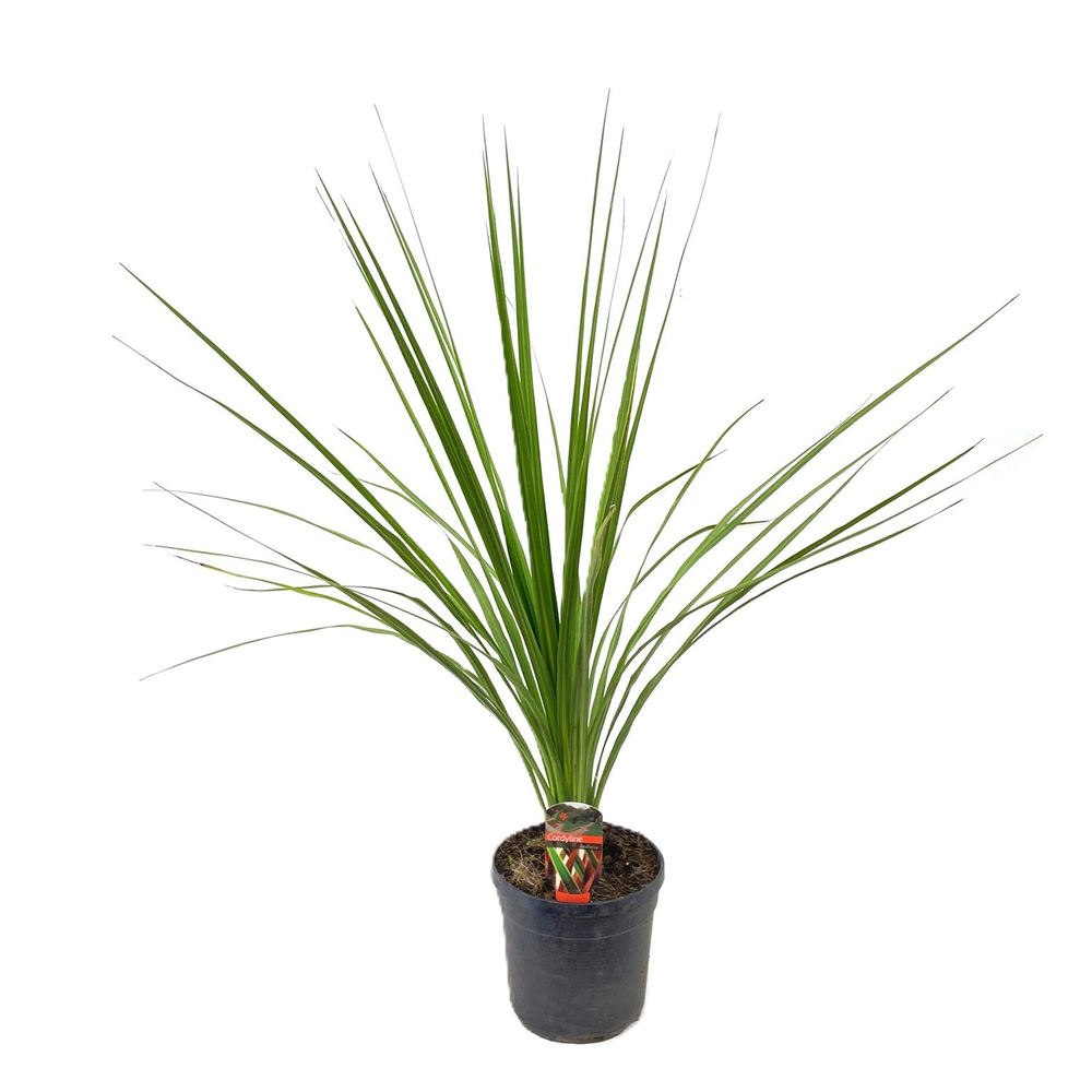Cordyline indivisa.