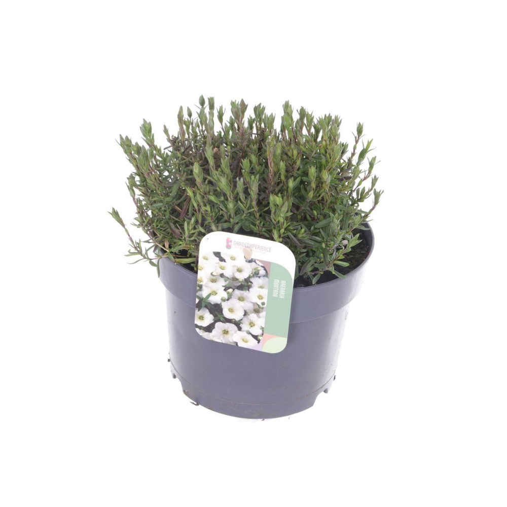 Arenaria montana Blizzard Compact.