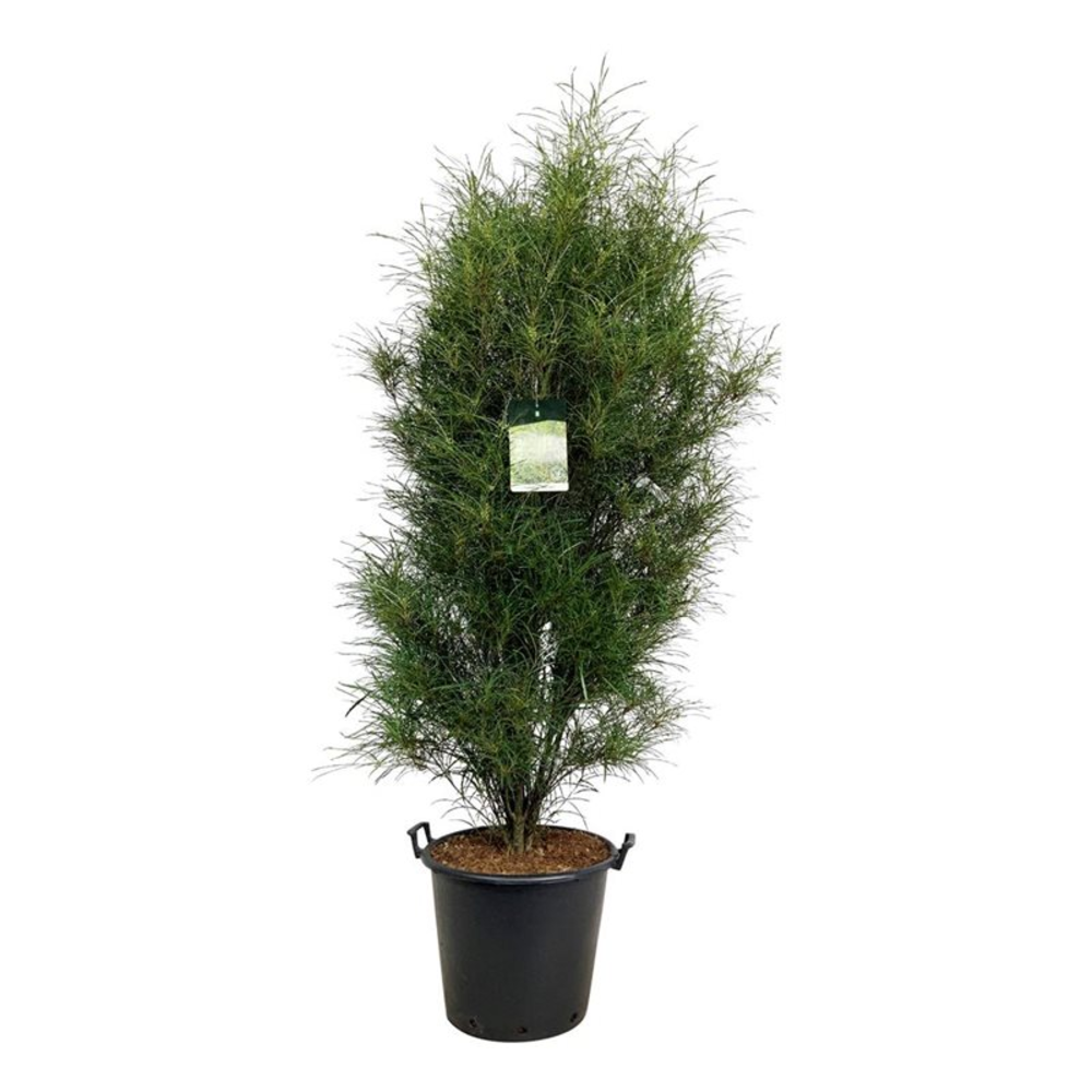 Frangula alnus Fine Line ®.