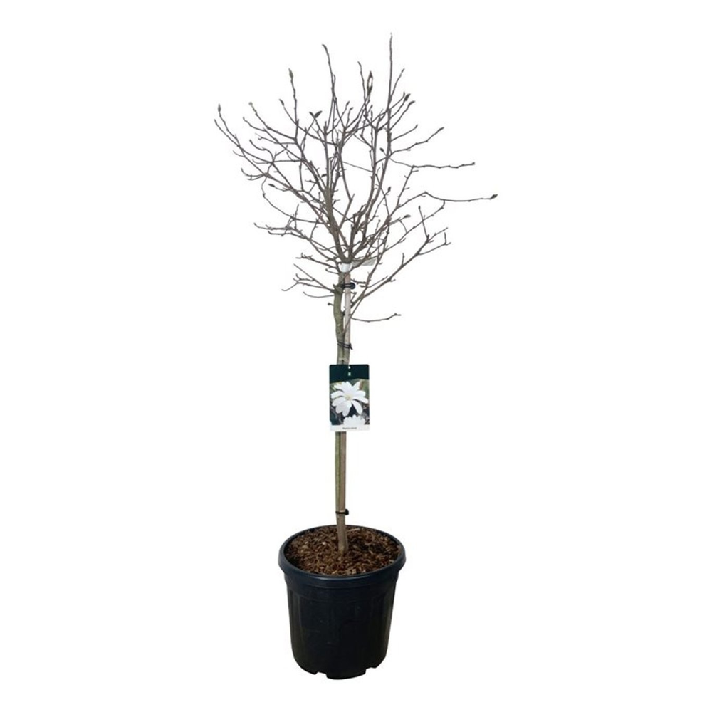 Magnolia stellata.