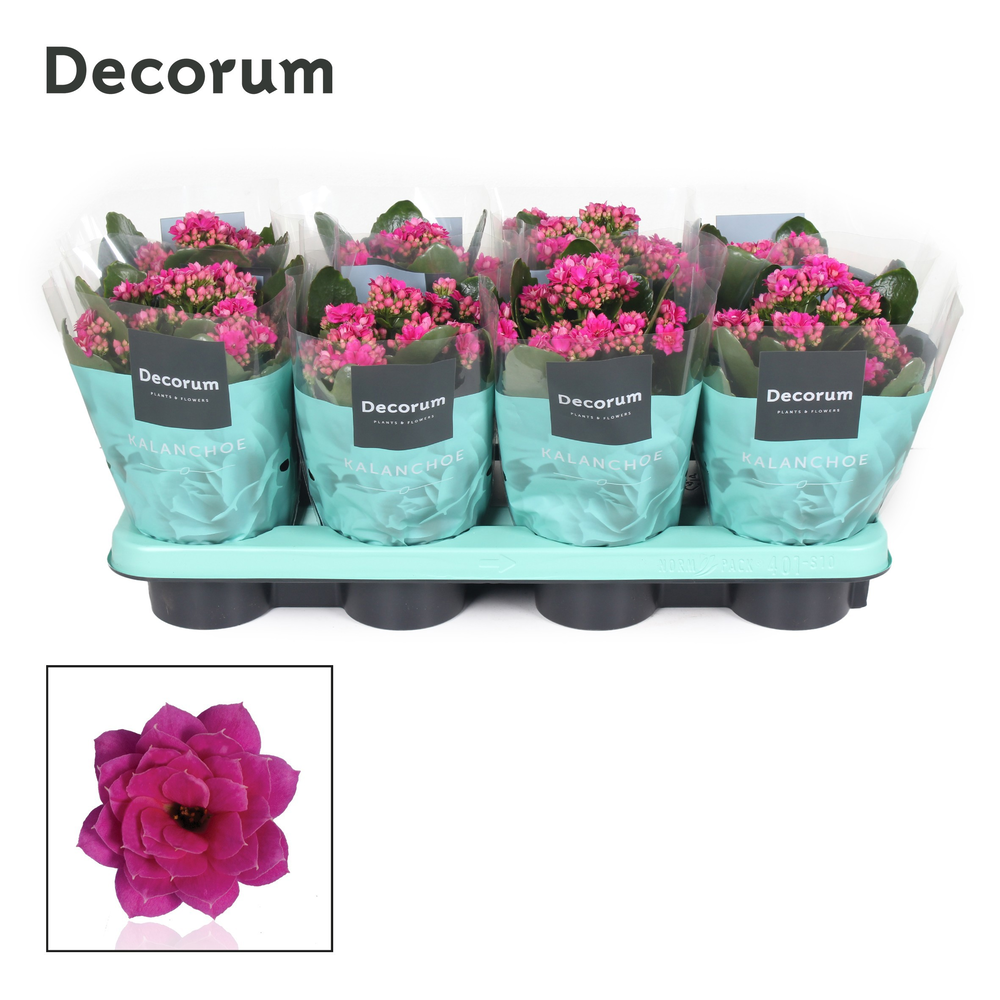 Kalanchoe Decorum - Purple.