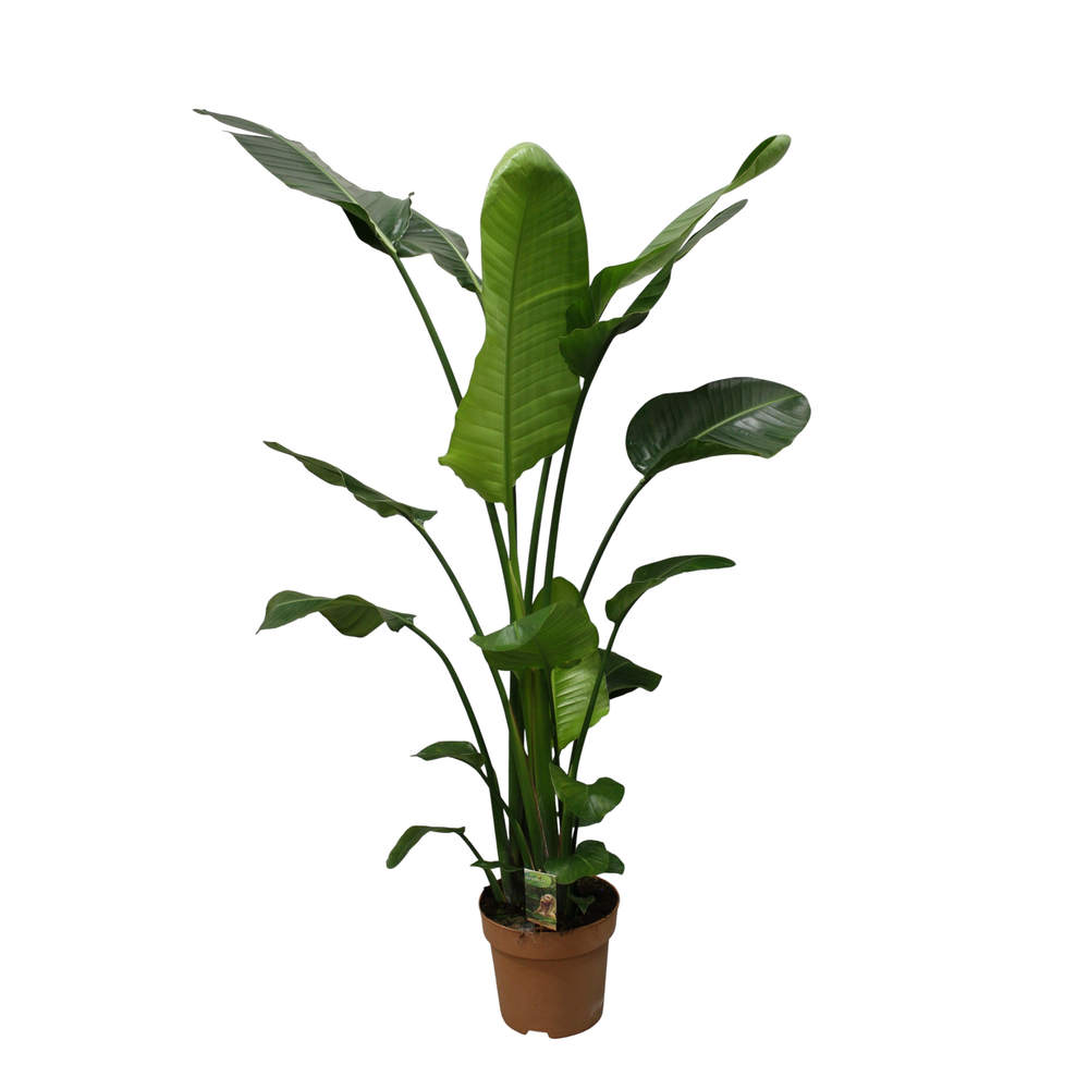 Strelitzia Nicolai p27 - hoogte 140-150.