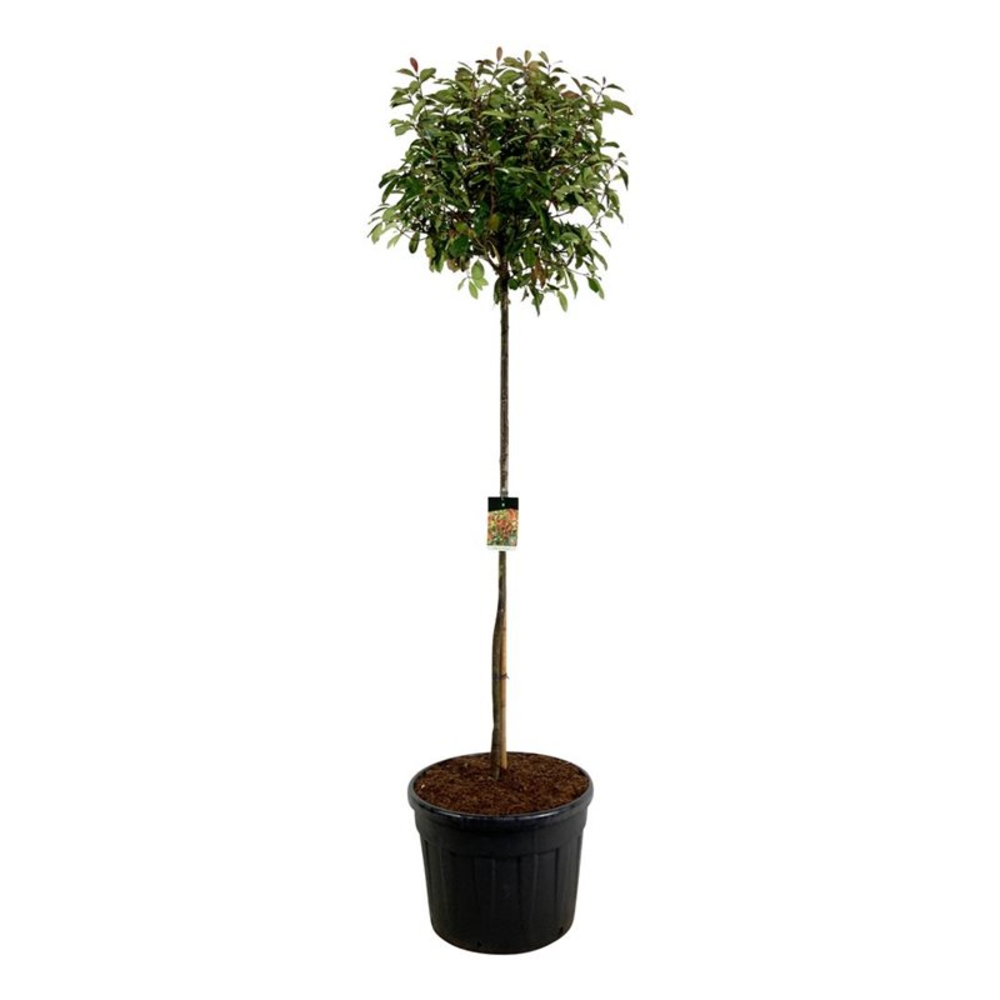 Photinia fraseri 'Red Robin'.