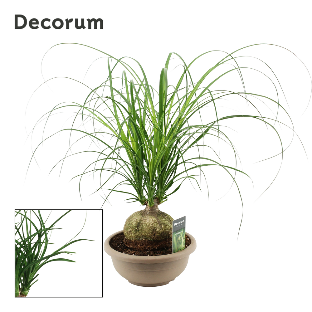 Beaucarnea bol 25 cm (Decorum).