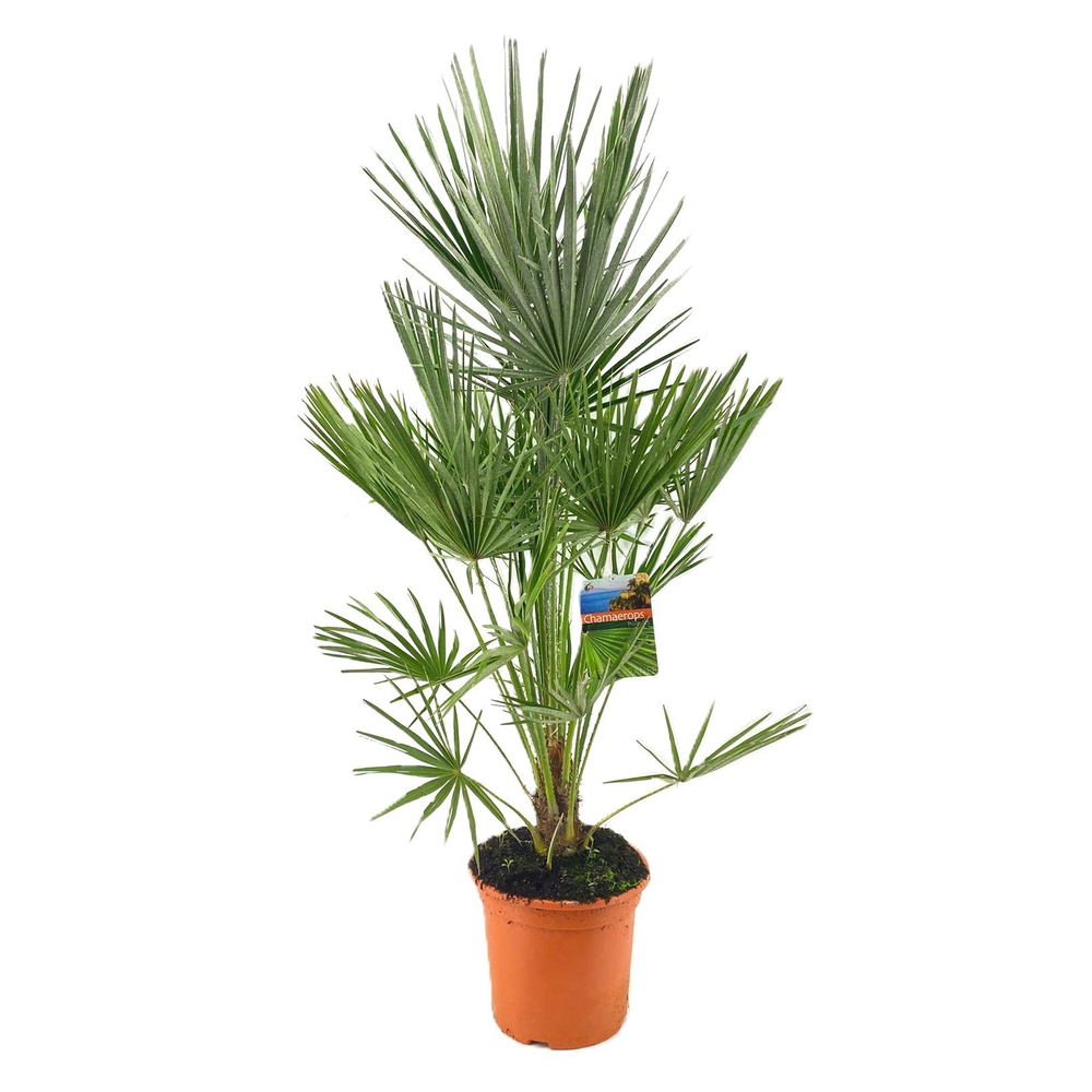 Chamaerops humilis.