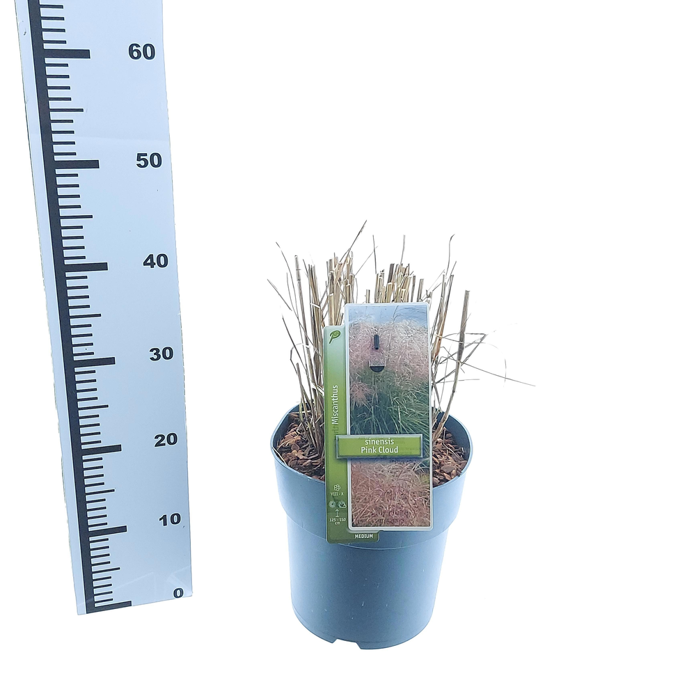 Miscanthus sin. 'Pink Cloud'.