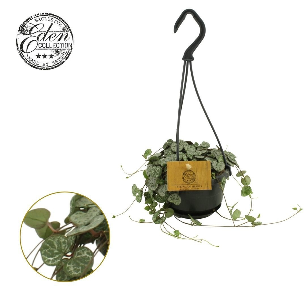 Ceropegia Woodii Variegata 10,5cm HP.