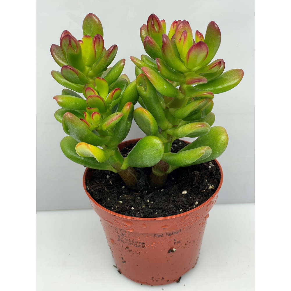 Crassula Hobbit 8,5 cm.