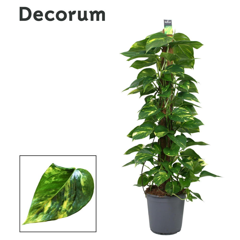Scindapsus (Epipremnum) mosstok 120 cm DECORUM.