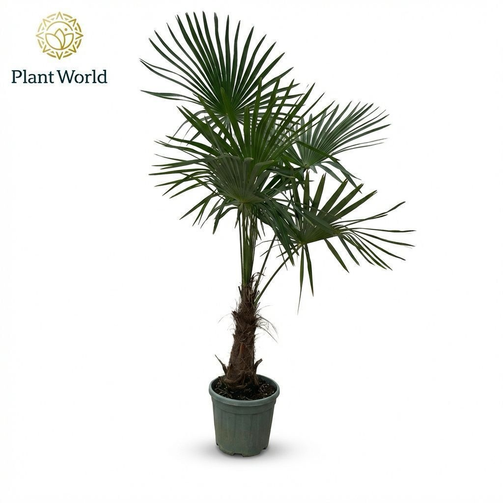 Trachycarpus Fortuneii (Eagle Palm) P30 170-180 cm