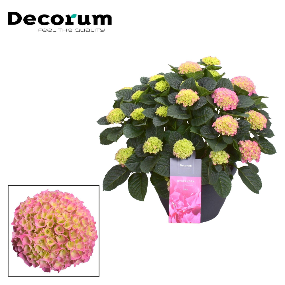 Hydrangea Pink in sierpot 20+ kop (Decorum).