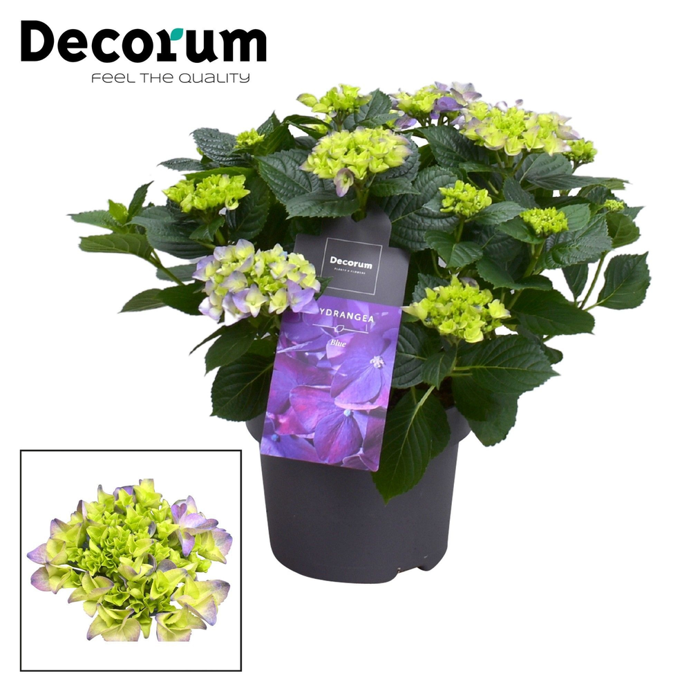 Hydrangea Bol Blue 7 - 12 kop (Decorum).