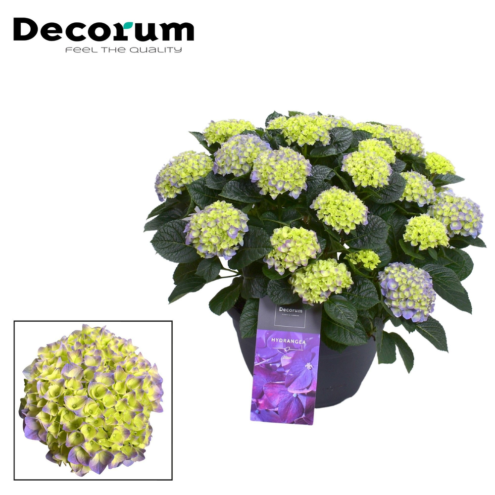 Hydrangea Blue in sierpot 20+ kop (Decorum).