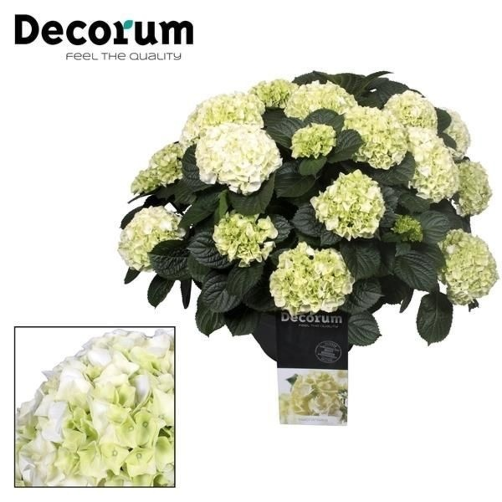 Hydrangea White in sierpot 20+ kop (Decorum).