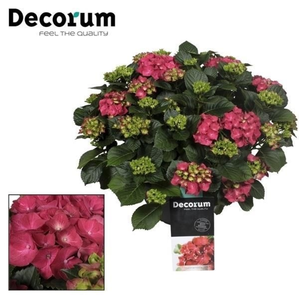 Hydrangea Red in sierpot 20+ kop (Decorum).