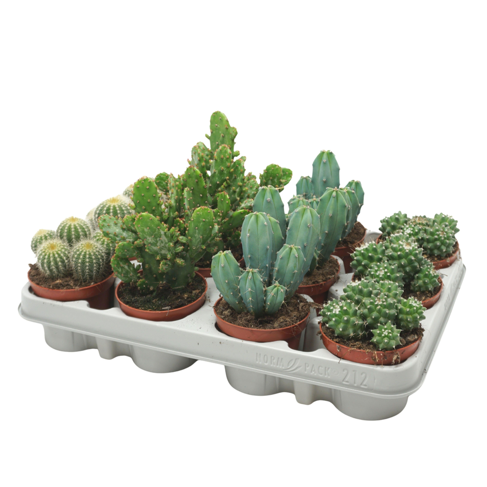 Cactus mix 8,5 cm in 212 fust.