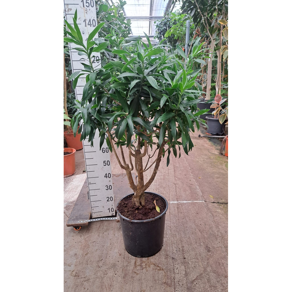 Dracaena Reflexa Pleomele 150.