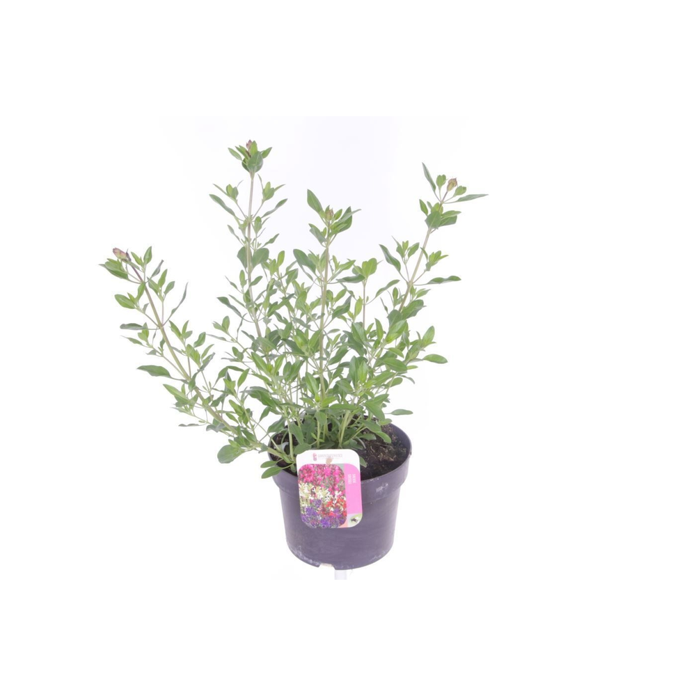 Salvia greggii Joy.