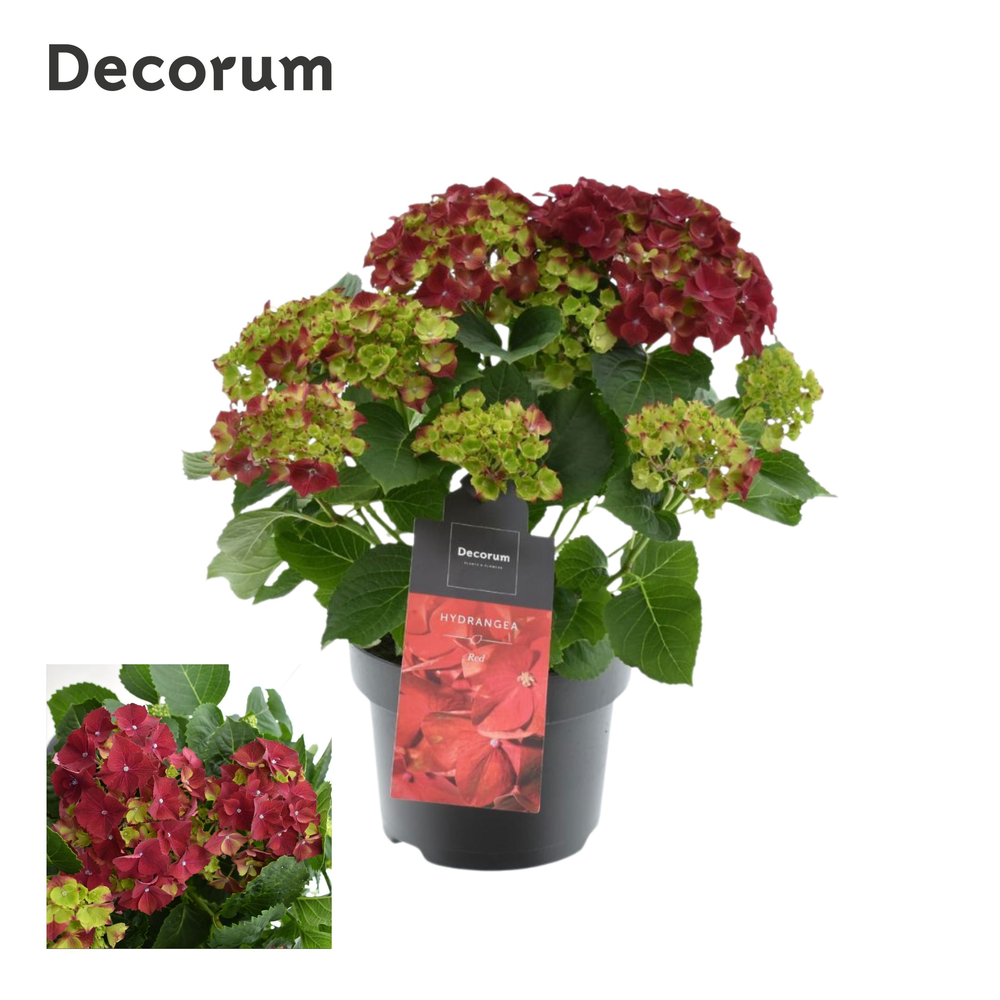 Hydrangea Bol Red 7 - 12 kop (Decorum).