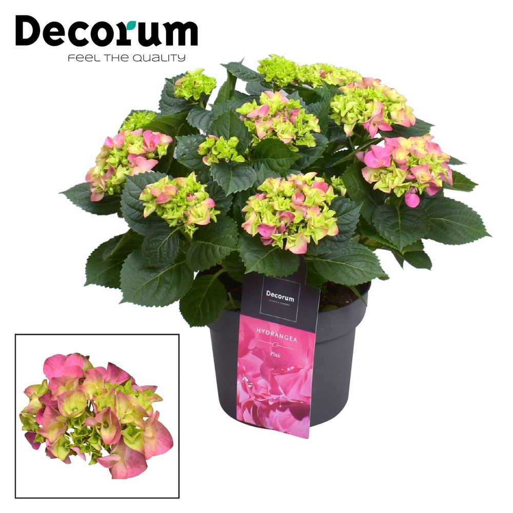Hydrangea Bol Pink 7 - 12 kop (Decorum).