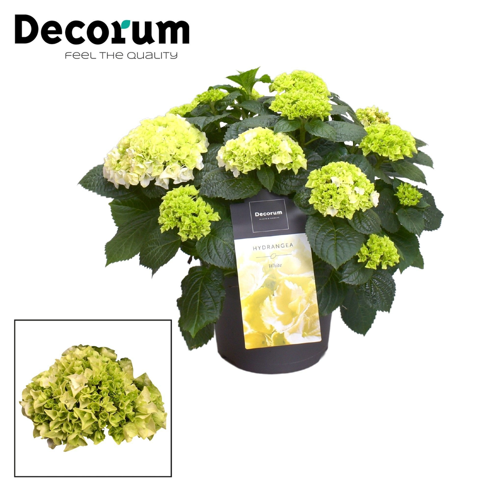 Hydrangea Bol White 7 - 12 kop (Decorum).