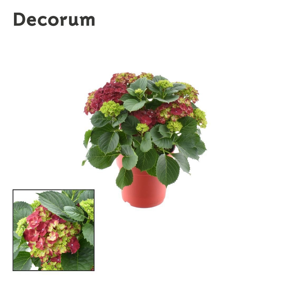 Hydrangea Bol Red 7- 12 kop in gekleurde sierpot (.