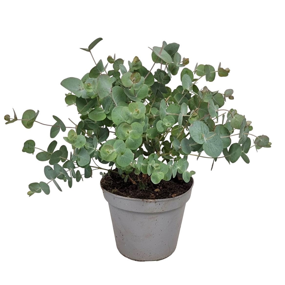 Eucalyptus Silver Dollar Bush - 564.