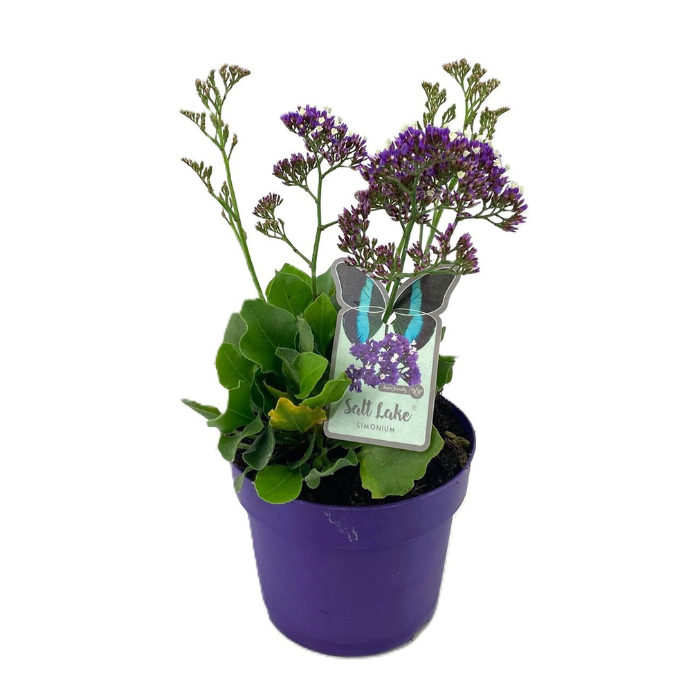 Limonium salt lake.