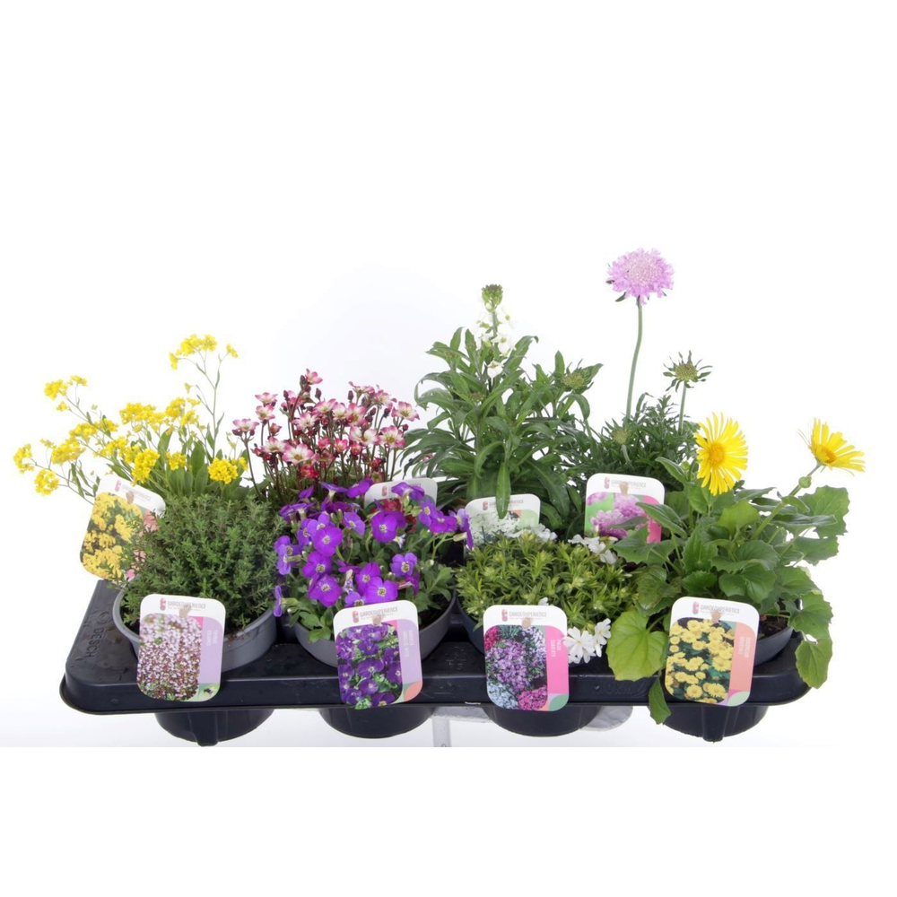 Vaste planten mix in tray.
