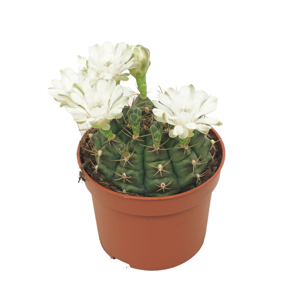 Gymnocalycium damsii 10,5 cm bloeiend.