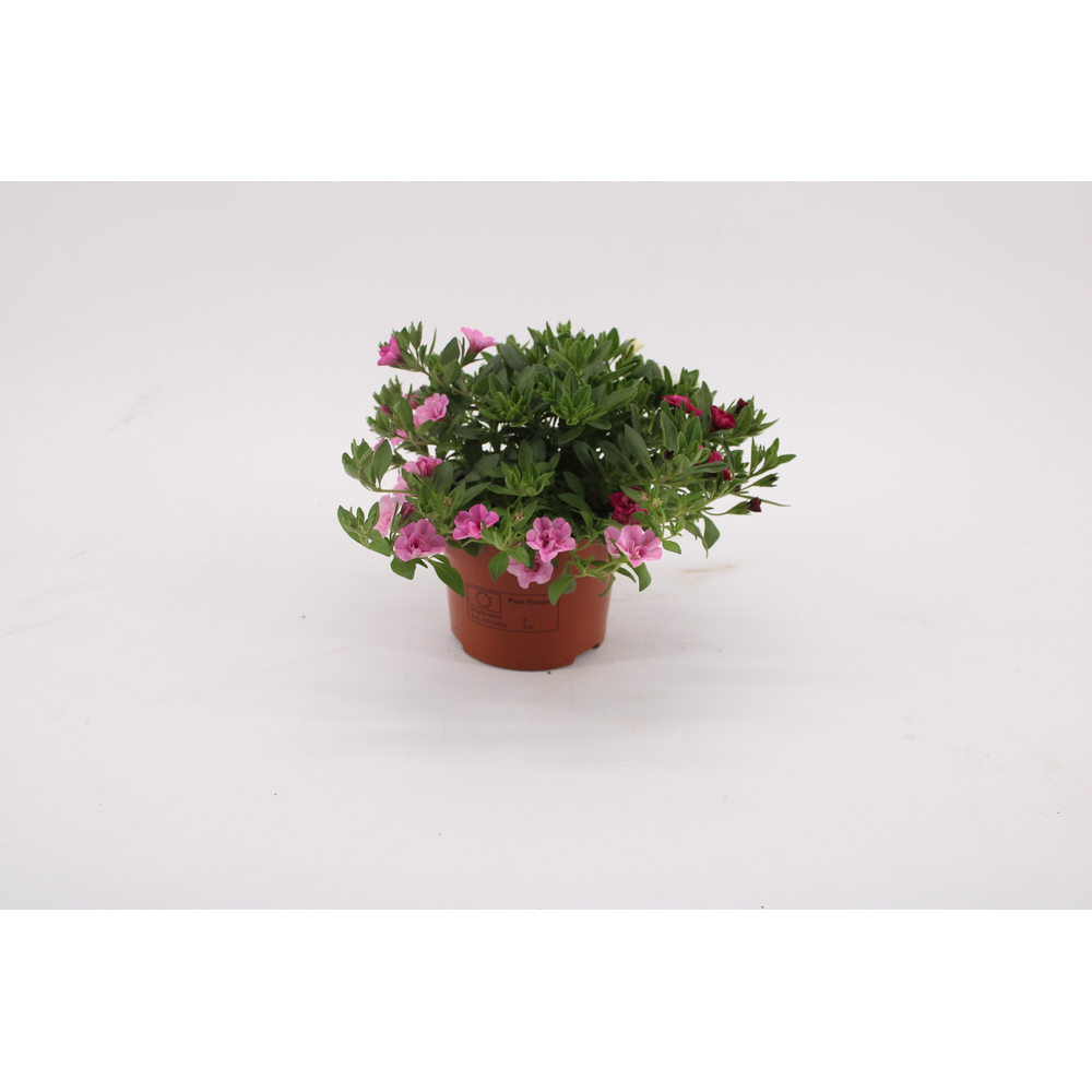 Calibrachoa 'MyGirly' WhitePurplePink.