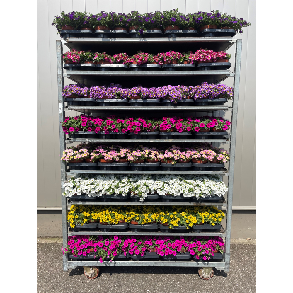 Calibrachoa Mixtrollye 13cm.