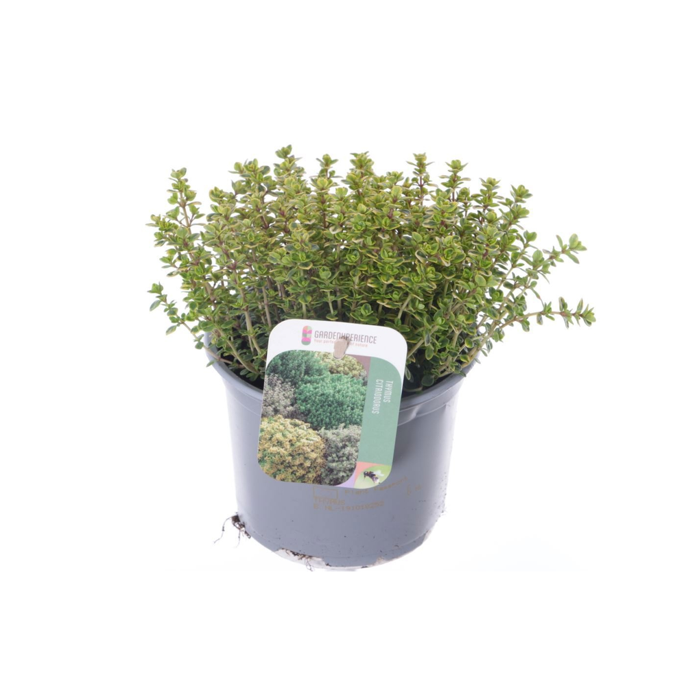 Thymus citr. Lemon Variegata.