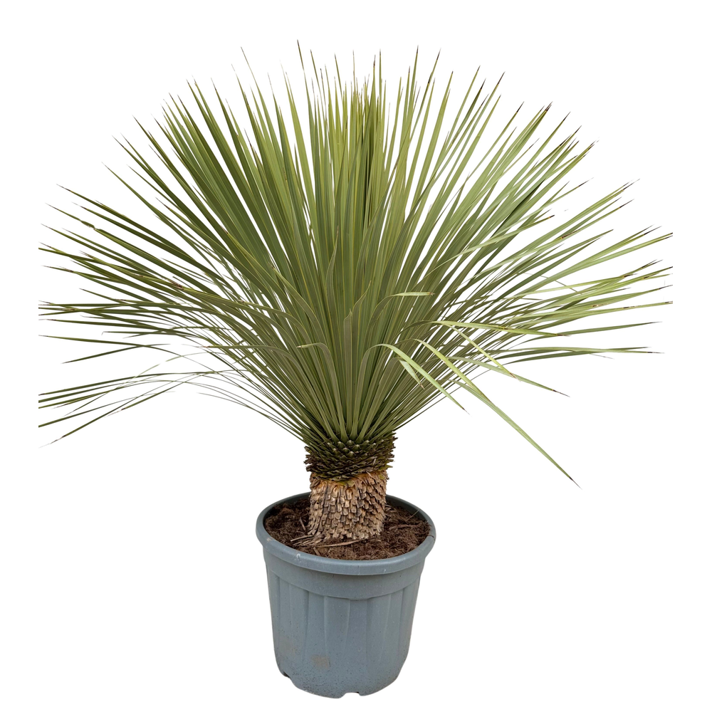 Yucca rostrata P40 ST.