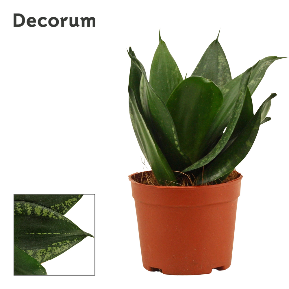 Sansevieria hahnii 9 cm Silver flame (Decorum).