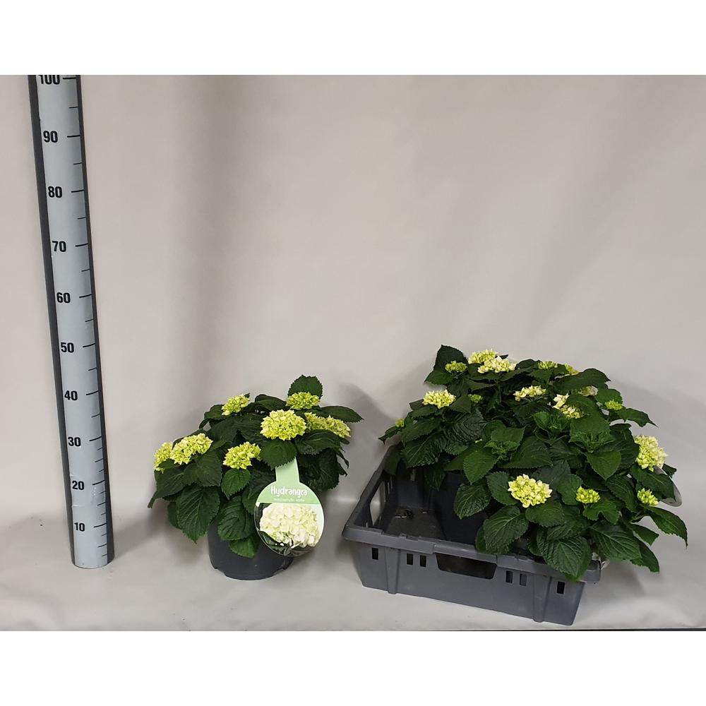 Hydrangea Crystal Palace.