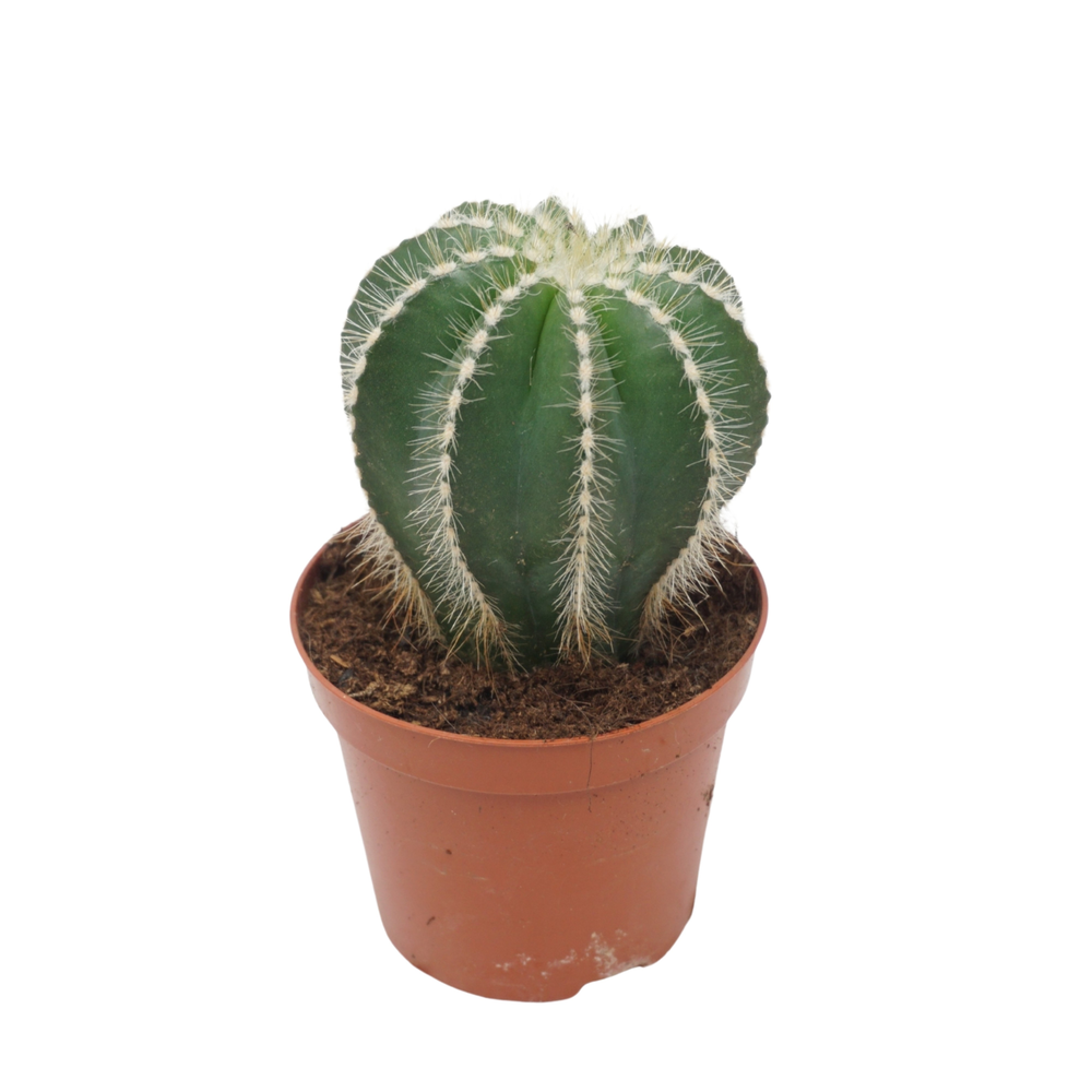Notocactus magnificus 8,5 cm.
