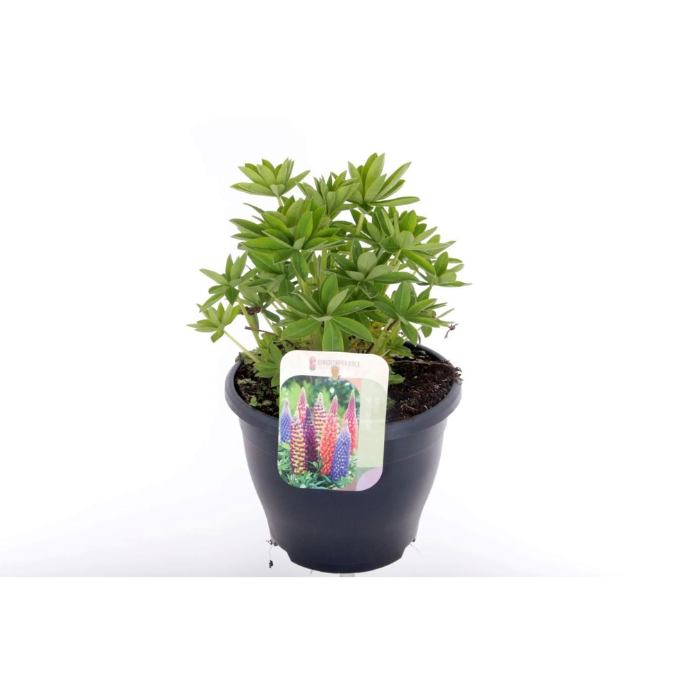 Lupinus West Country Masterpiece.