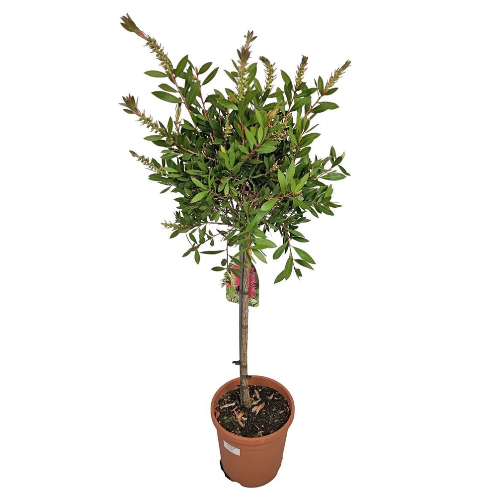 Callistemon Laevis Stem - 701.