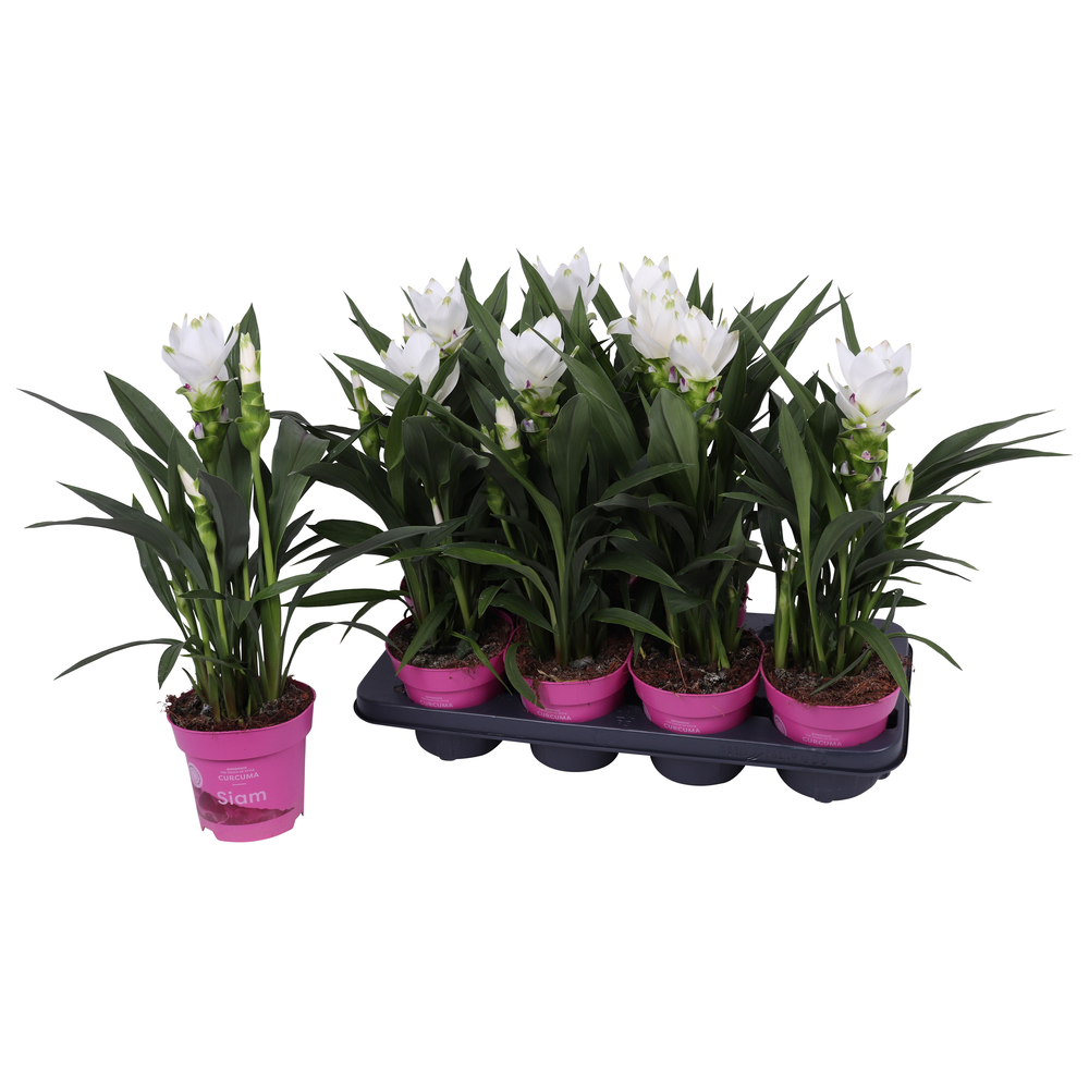 Curcuma Siam Sisto 14 cm.