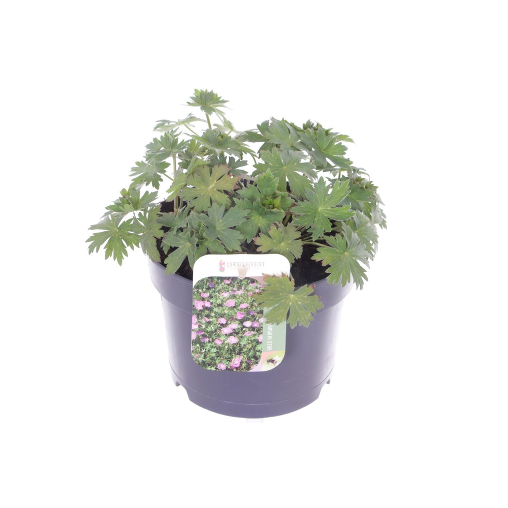 Geranium wlas. Lakwijk Star.