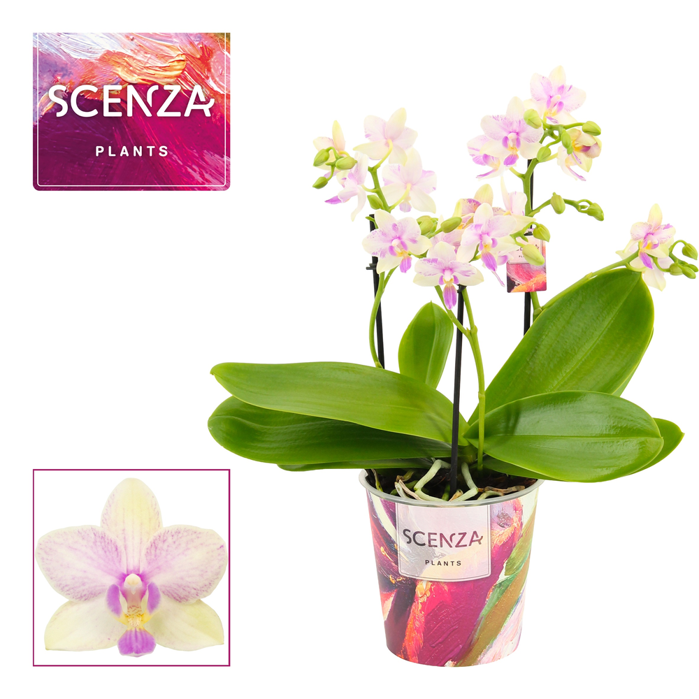 Phalaenopsis dazzling Blossom bliss 3-4 tak (Scenz.