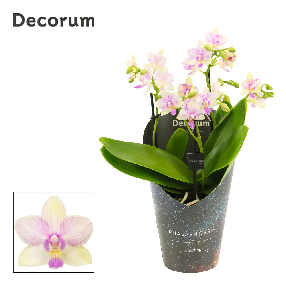 Phalaenopsis dazzling Blossom bliss 3-4 tak (Decor.