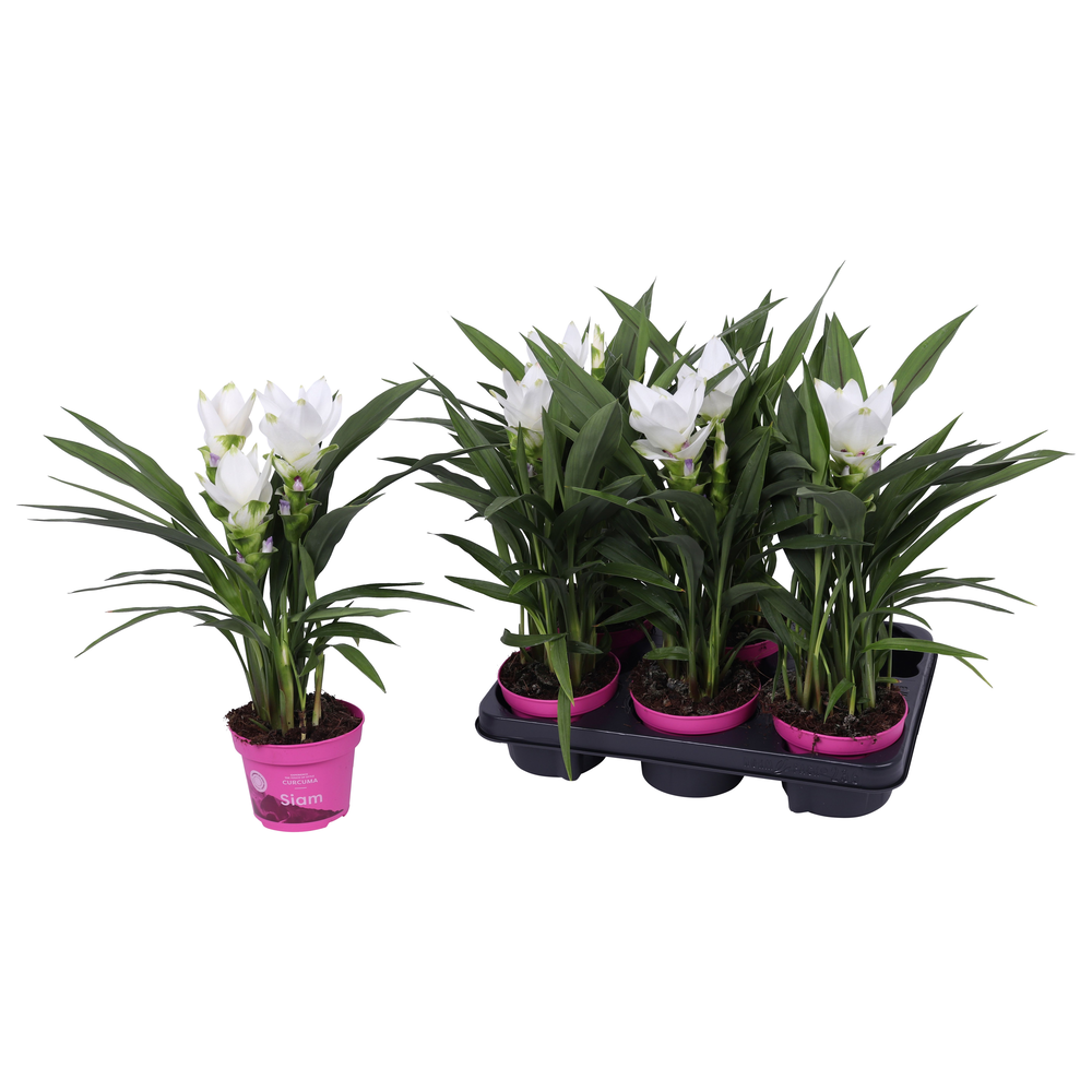 Curcuma Siam Sisto 12 cm.
