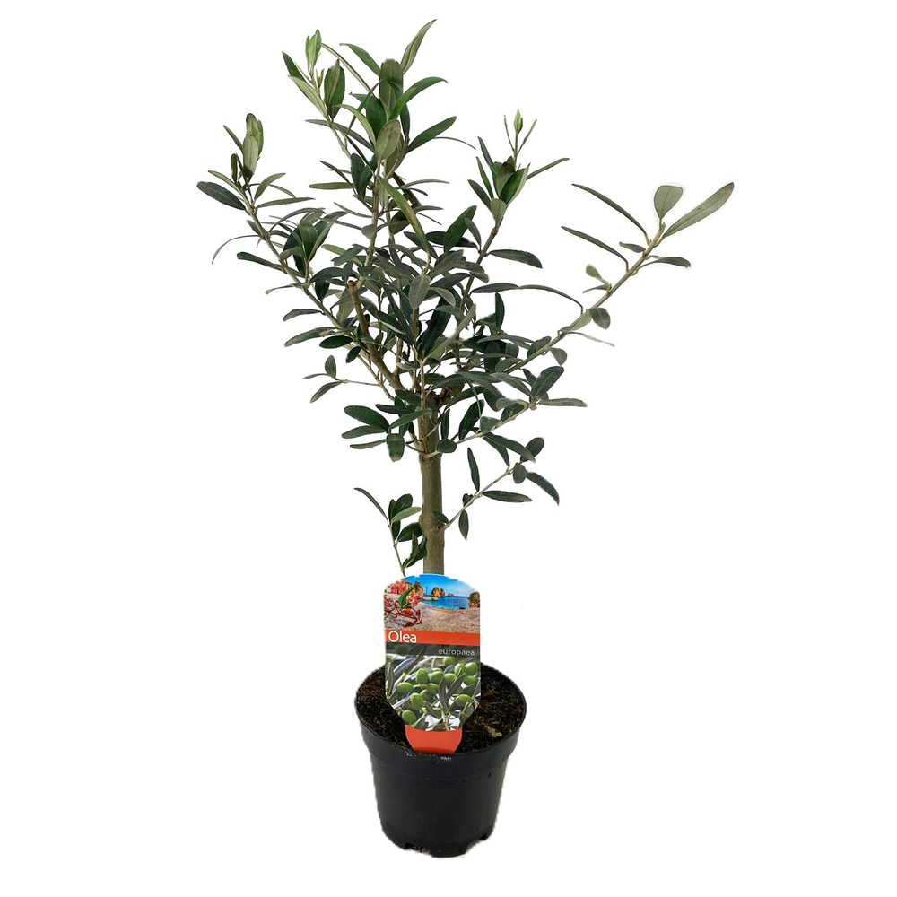 Olea europaea.