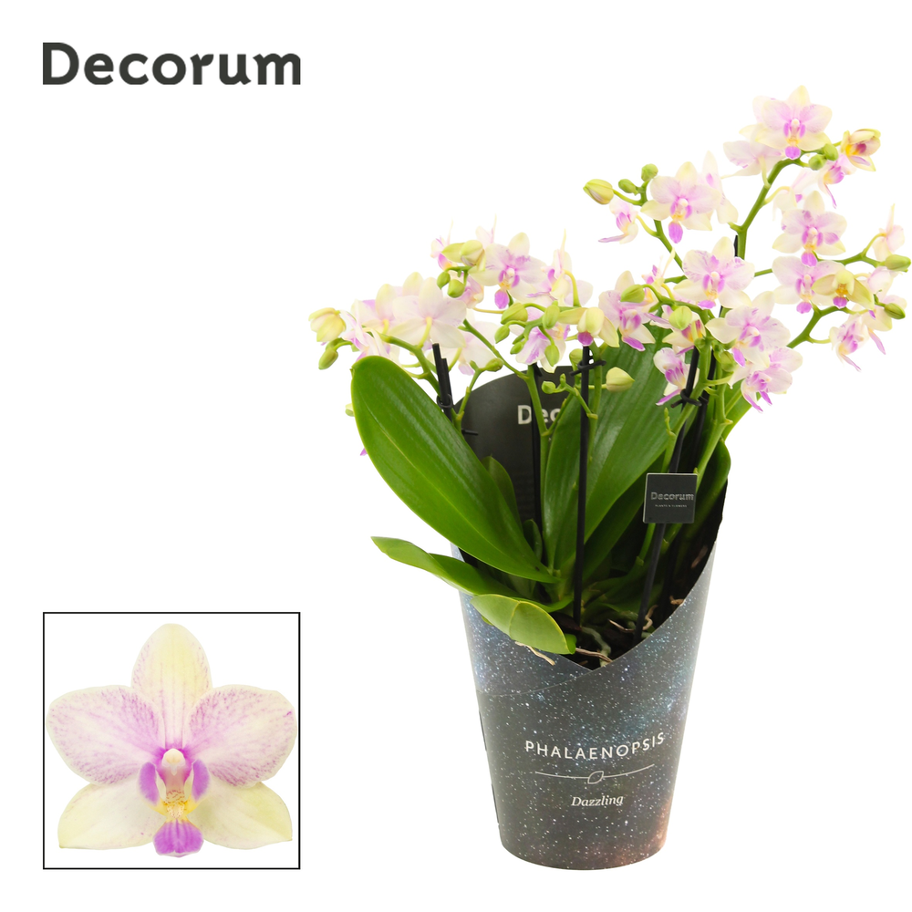 Phalaenopsis dazzling Blossom bliss 5+ tak (Decoru.