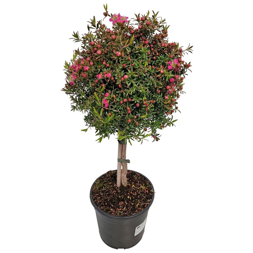 Leptospermum Sunshine Stem.