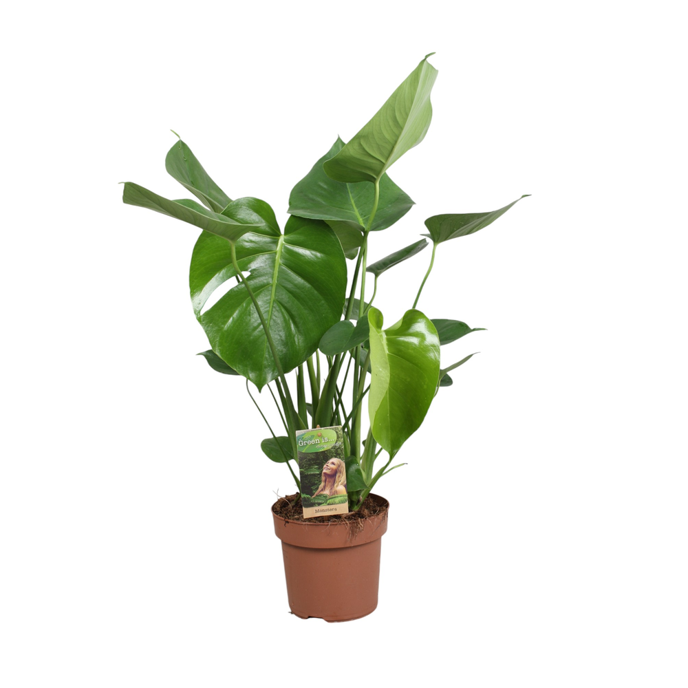 Monstera Deliciosa.